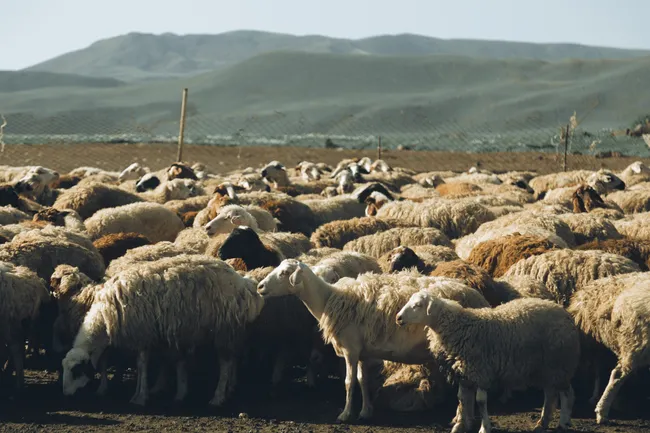 Как чума бронзового века гуляла по Евразии с помощью овец
