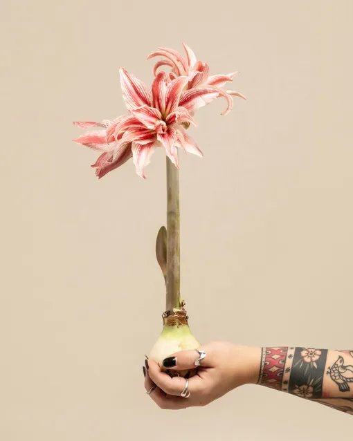 Луковица амариллиса Луковица амариллиса