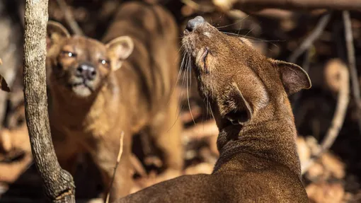 фосса как выглядит фосса животное фоссы фото хищник мадагаскара