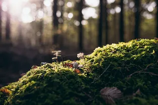 Пыльца, пауки и опасный вирус: главные новости сегодня Пыльца, пауки и опасный вирус: главные новости сегодня