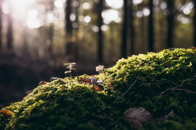 Пыльца, пауки и опасный вирус: главные новости сегодня