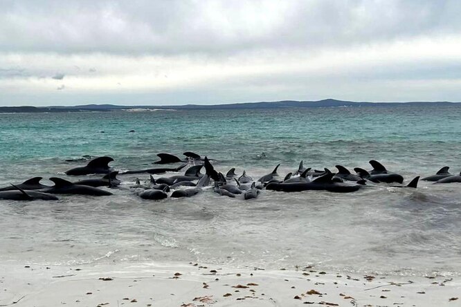 Australia euthanizes 45 dolphins after stranding again