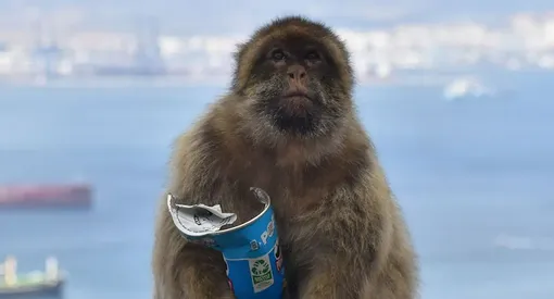 Макака ест человеческую еду