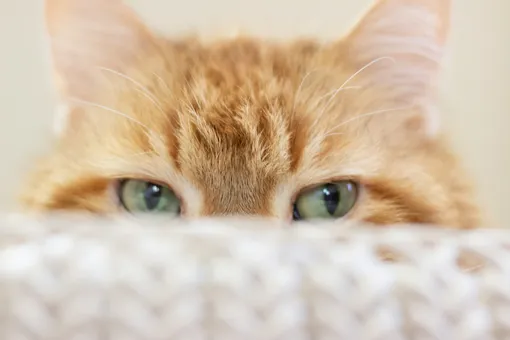 Кошка подглядывает Кошка подглядывает