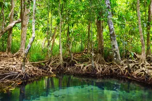 «Зеленый» фильтр из синтетической древесины очищает воду так же, как тропические растения