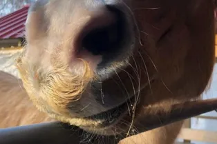 Поразительно и мило! У некоторых лошадей растут усы