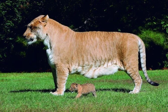 Парад гигантов: Кролик размером с человека, конь — со слона и еще троица аномально огромных животных