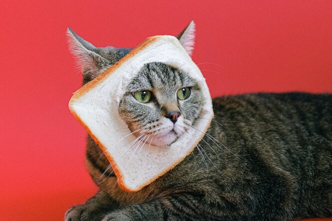 Что означает дрожащий хвост кота? Повадки, которые покажут истинное отношение животного к хозяину