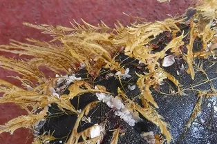 Большое мусорное пятно: чем знаменит тихоокеанский остров из пластика и кто там живет