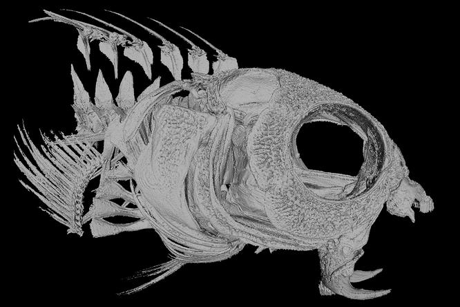 Морские опиумные вампиры: рыбы с самым необычным ядом Морские опиумные вампиры: рыбы с самым необычным ядом