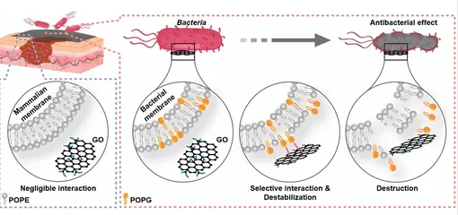 Как действует антибактериальный графен