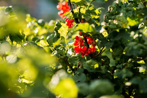 Как обрезать смородину