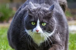 Аналог «Оземпика» для кошек: первый пациент получил препарат против ожирения