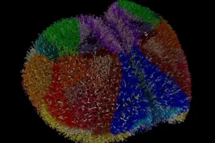 Суперкомпьютер симулировал работу 10 миллионов нейронов мыши