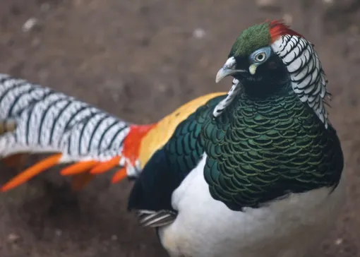 фазан фазан