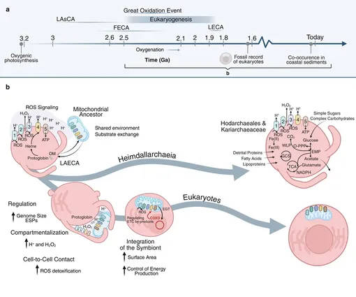 Расширенный каталог геномов Асгарда подтверждает новую модель эукариогенеза, или зарождения сложных форм жизни.