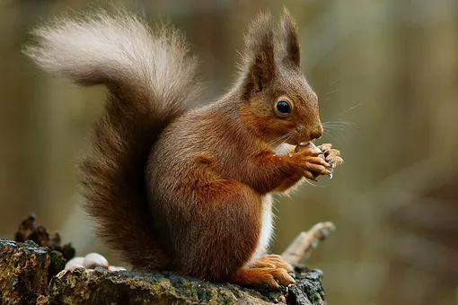 Белкам не грозит глобальное потепление, говорят ученые