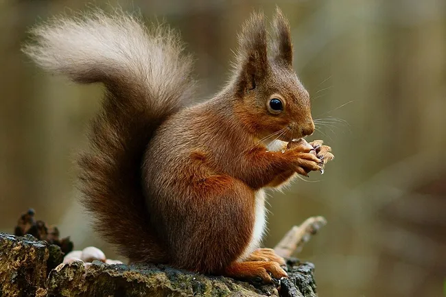 Белкам не грозит глобальное потепление, говорят ученые