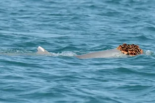 Австралийские дельфины надевают «парики» из губок, чтобы впечатлить самок Австралийские дельфины надевают «парики» из губок, чтобы впечатлить самок