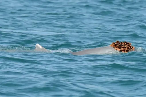 Австралийские дельфины надевают «парики» из губок, чтобы впечатлить самок Австралийские дельфины надевают «парики» из губок, чтобы впечатлить самок