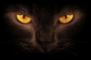 Разминка для мозга: угадайте, как кошка и автомобиль избежали столкновения Разминка для мозга: угадайте, как кошка и автомобиль избежали столкновения