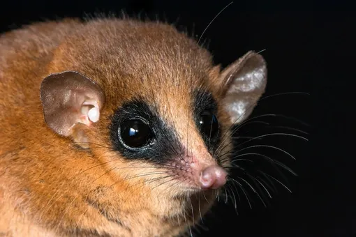 Marmosa chachapoya