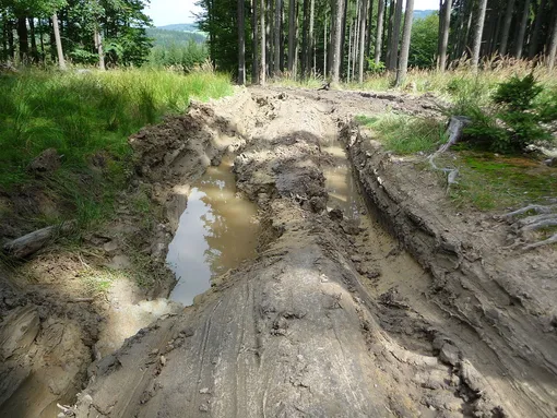 плохая лесная дорога