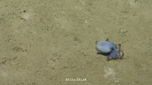 Новый вид осьминогов получил название Microeledone galapagensis в честь Галапагосских островов. Новый вид осьминогов получил название Microeledone galapagensis в честь Галапагосских островов.