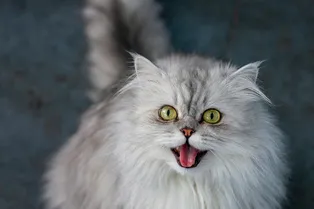 Почему кошки чаще мяукают на мужчин? Ученые дали ответ!