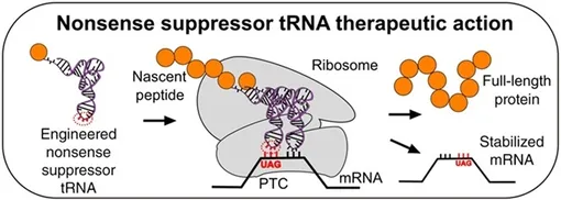 Искусственная супрессорная тРНК (слева) несет аминокислоту на замену стоп-кодона. В середине — эта тРНК вмешивается в работу рибосомы и заставляет ее «проскочить» стоп-кодон UAG, чтобы завершить синтез белка (справа). Искусственная супрессорная тРНК (слева) несет аминокислоту на замену стоп-кодона. В середине — эта тРНК вмешивается в работу рибосомы и заставляет ее «проскочить» стоп-кодон UAG, чтобы завершить синтез белка (справа).