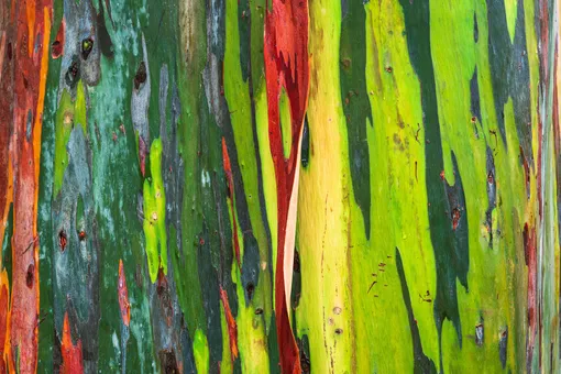 Кора эвкалиптового дерева