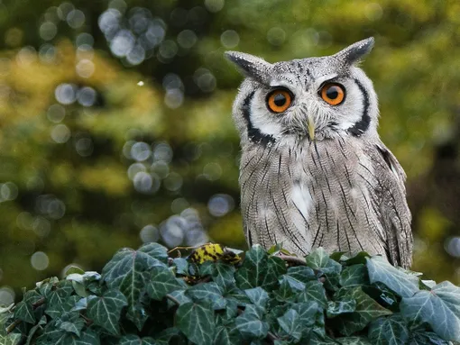 Сова