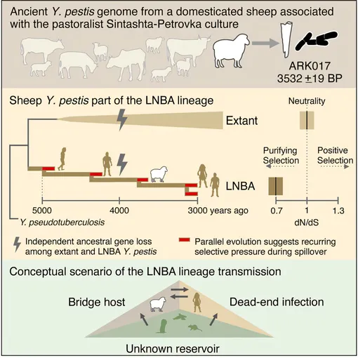 Графическая аннотация к исследованию