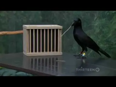 Нажми и смотри