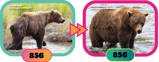 мишка в воде мишка в воде