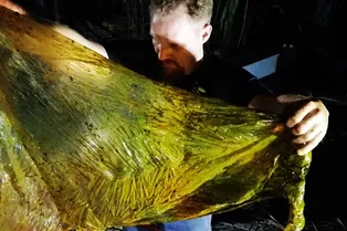 В желудке мертвого кита найдено 40 кг пластикового мусора В желудке мертвого кита найдено 40 кг пластикового мусора