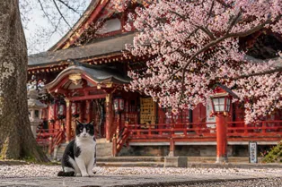 Hello Kitty, манэки-нэко и не только: как кошки захватили Японию