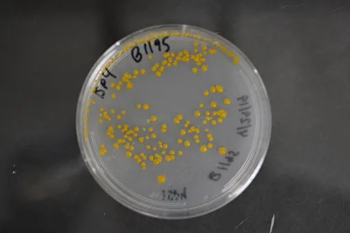 Антибиотик Streptomyces fradiae Антибиотик стрептомицин