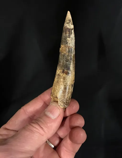 Зуб спинозавра