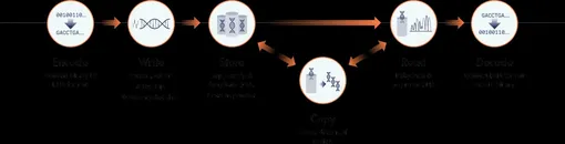 Схема, показывающая процесс хранения данных ДНК. /