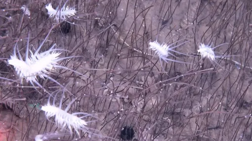 Белые, покрытые шипами организмы называются Macellicephaloides grandicirra. Здесь они сфотографированы в плотных колониях трубчатых червей, которые могут достигать 30 см в длину. Белые, покрытые шипами организмы называются Macellicephaloides grandicirra. Здесь они сфотографированы в плотных колониях трубчатых червей, которые могут достигать 30 см в длину.