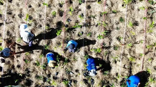 посадка леса по методу мияваки