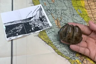 Забытый учеными зуб в музее изменил привычное понимание эволюции бегемотов!