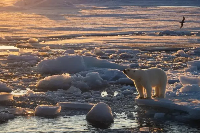 Белые медведи на Шпицбергене стали здоровее, несмотря на сокращение морского льда