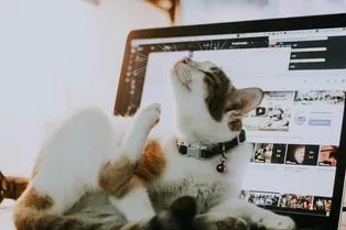 Странный фетиш: почему кошки так любят лежать на ноутбуках Странный фетиш: почему кошки так любят лежать на ноутбуках