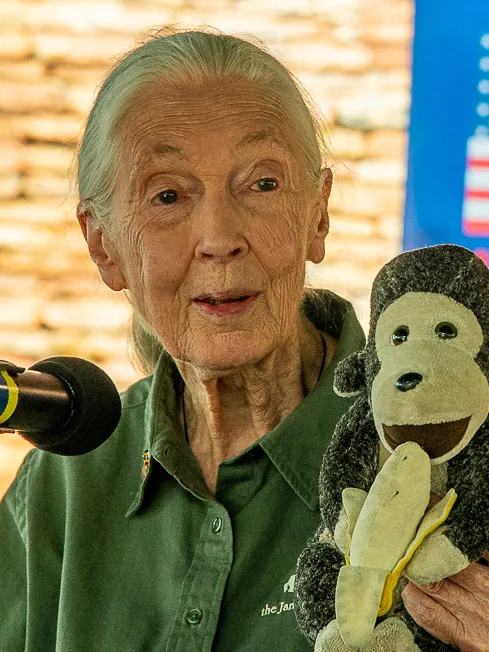 Похожи на нас: как Джейн Гудолл 45 лет жила среди шимпанзе и изучала их социальную жизнь Похожи на нас: как Джейн Гудолл 45 лет жила среди шимпанзе и изучала их социальную жизнь