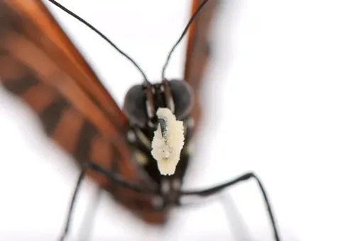 Большое количество пыльцевых зерен служит пищей для бабочки Heliconius erato. Большое количество пыльцевых зерен служит пищей для бабочки Heliconius erato.