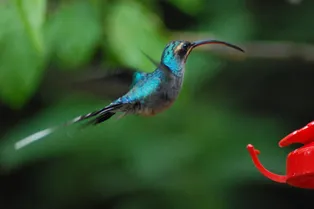 Как драки за партнеров изменили форму клюва зеленых отшельников-колибри