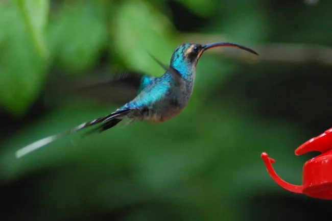 Как драки за партнеров изменили форму клюва зеленых отшельников-колибри