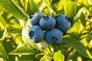 Ученые: дикая черника может улучшить работу сердца, метаболизм и микробиом Ученые: дикая черника может улучшить работу сердца, метаболизм и микробиом